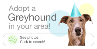 Adopt a Greyhound in your area